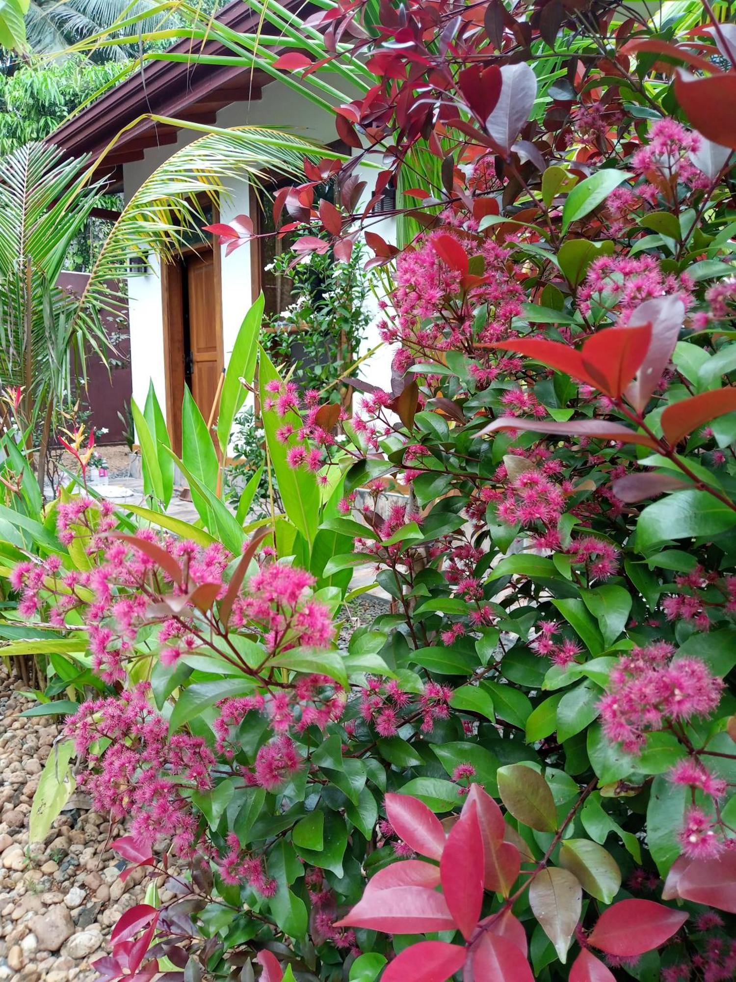 Luxury Villa With Bb Free Wi-Fi Bentota Exteriör bild
